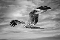 284 - MARSH HARRIER - BOYTELL KERRY - australia <div